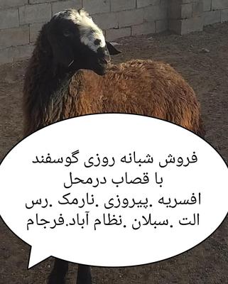 فروش تلفنی دام برا عقیقه تولد نوزاد عروسی بره زنده در تهران