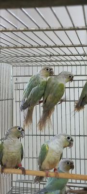 گرینچیک مینت نر در مشهد
