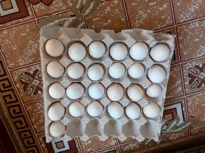 فروش تخم مرغ نطفه دار گلین در اصفهان
