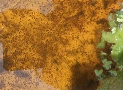 ماهی سالم با دافنی زنده در خمینی‌شهر