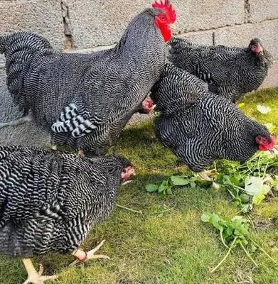 جوجه آمروک پیلموت تخم گذار وگوشتی و زینتی در هشتگرد