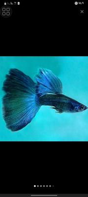 ماهی گوپی نژاد دار در اصفهان
