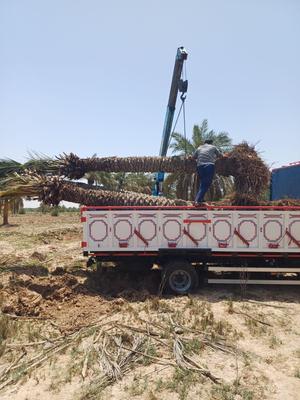 کاشت نخل خرما میوهٔ بهشتی در اهواز