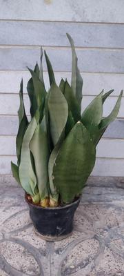 سانسوریا مهتابی، جوان و شاداب در چهارده