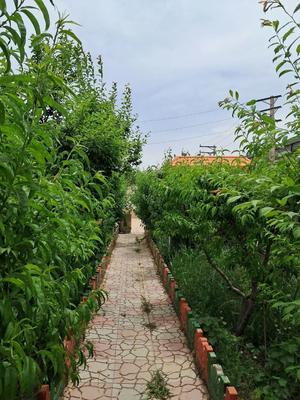 باغچه ۶۷۰ متری در شاهی‌دشهر