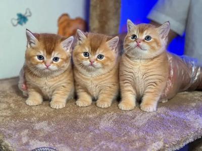 گربه های بریتیش رنگ گلد در تهران