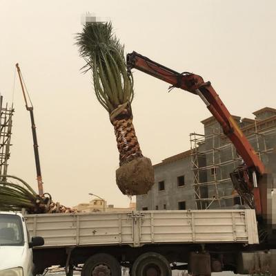نخل فنیکس پالم نارگیل درخت نهال موز برحی خرما در اهواز