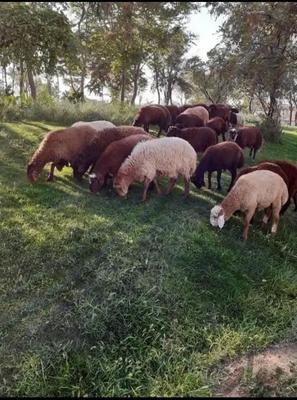 گوسفند افشار و مغان نر زنده در ماهدشت در کرج