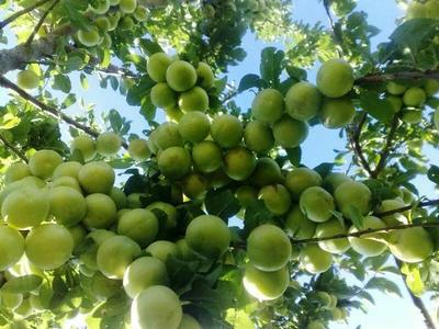فروش نهال های خوشه ای آغاز شد در همدان