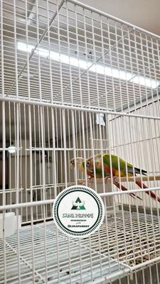 جفت گرینچیک بالغ آماده در مشهد