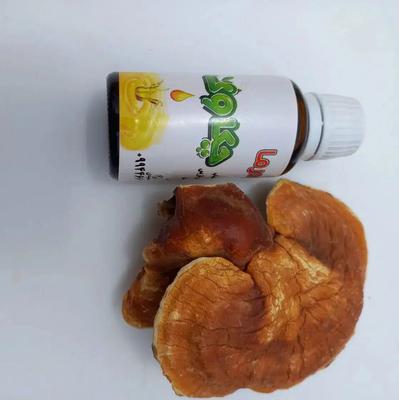 آبرسان گیاهی روغن قارچ گانودرما در تهران