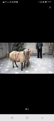 دامداری افشار در گلستان-بهارستان