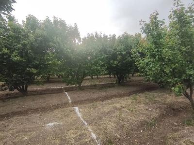 باغچه سندی اسفندآباد در ملارد