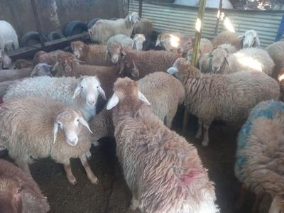 بازارفروش گوسفند در رباطکریم در گلستان-بهارستان