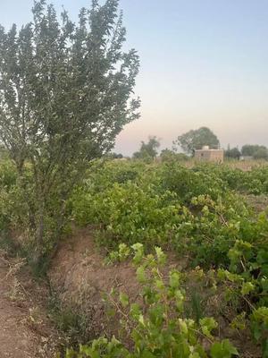 باغ ۹۵۰ متری انگور در منطقه تاکستان در کرج