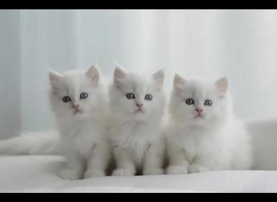 قلعه گربه کیتن بریتیش تپلی white در تهران
