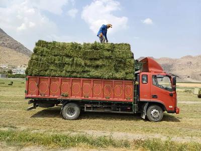 فروش عمده کاه ویونجه در یزد