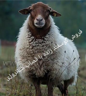 گوسفند فروشی مرکز غرب شمالشهر درب خانه باقصاب زنده در تهران