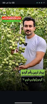 گردو دیرگل خوشه‌ای در شهرکرد