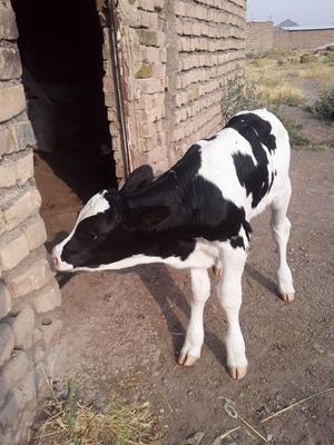 فروش گوساله شیری جنس صنعتی در Birjand