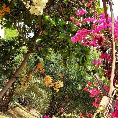 اجاره ویلا باغ استخردار ایسین و محدوده در بندر عباس
