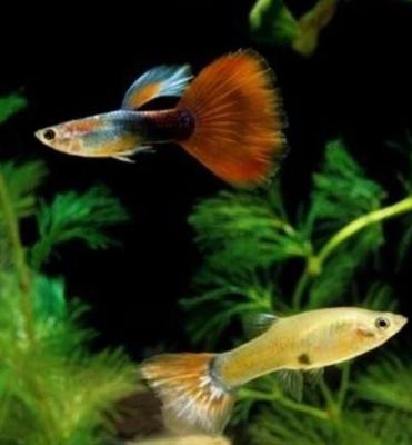 ماهی گوپی نژاد دار در اصفهان