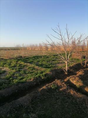 فروش باغ. سنددار. شهرستان فریمان. روستای عشق آباد در مشهد