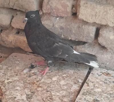 عشعل در شوش
