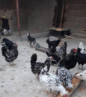 جوجه گلین سیاه خال سوزنی یک ماهه چهل تاج ریشی در لنجان