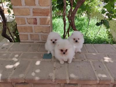 پامرانین سفیدخرسی خرسی کیفیت بالا در بدروود