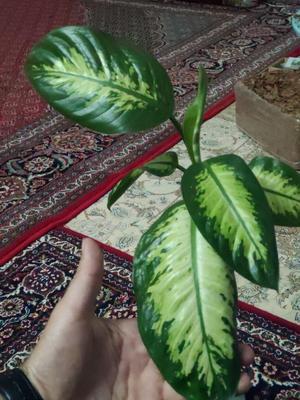 دیفن کاملیا در اسلام آباد غرب
