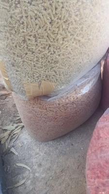 ماکارانی فله در خاوران