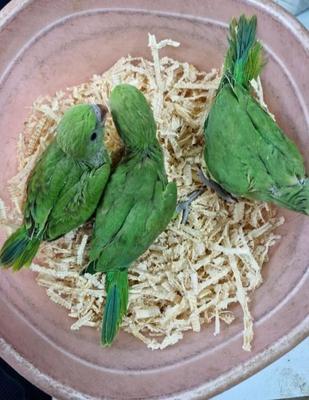 دنیای جوجه ملنگو در اهواز