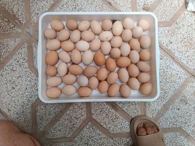 تخم مرغ محلی در تهران