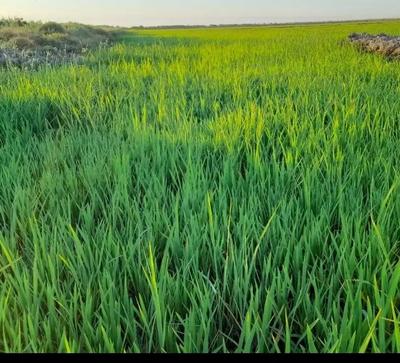 نمایندگی فروش انواع کودهای شیمیایی( هیومیک وگوگرد) در اهواز
