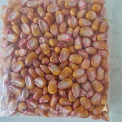 فروش بذر ذرت ۷۰۴ در اردبیل
