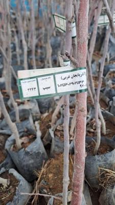 نهال سیب اصلاح شده وبذری درنهالستان قنبری در اورمیه