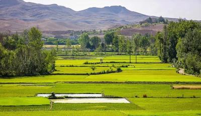 کود ارگانیک/برنج/افزایش بار/کاهش هزینه/نشا در اصفهان