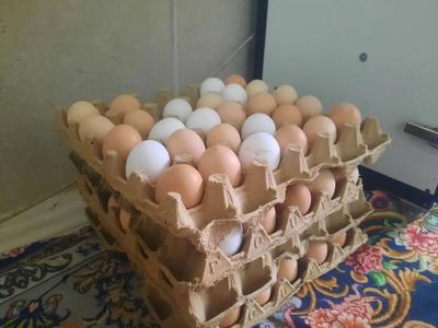 فروش تخم مرغ نطفه دار تضمینی محلی**جواهرشناسا تماس بگیرن*** در مشهد