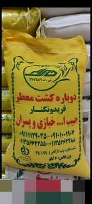برنج معطر کشت دوم فریدونکنار خبازی در اورمیه