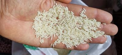برنج هاشمی اصیل گیلان عمده از کشاورز فوری در رشت