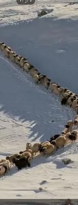 پخش گوسفند زنده افشار و مغان با قصاب  رایگان مرغ و خروس هم موجود هست در کرج